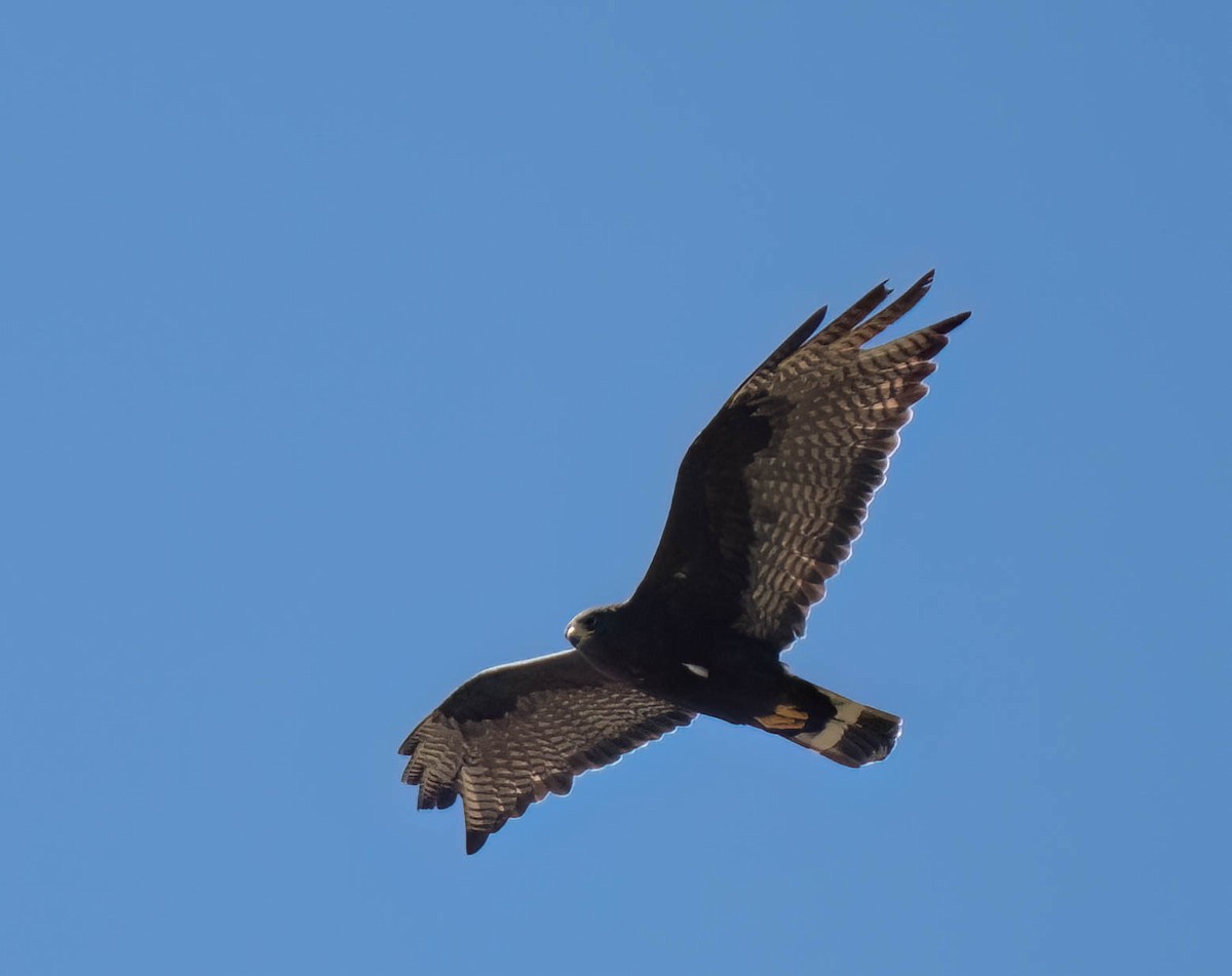 Rußbussard - ML639132250