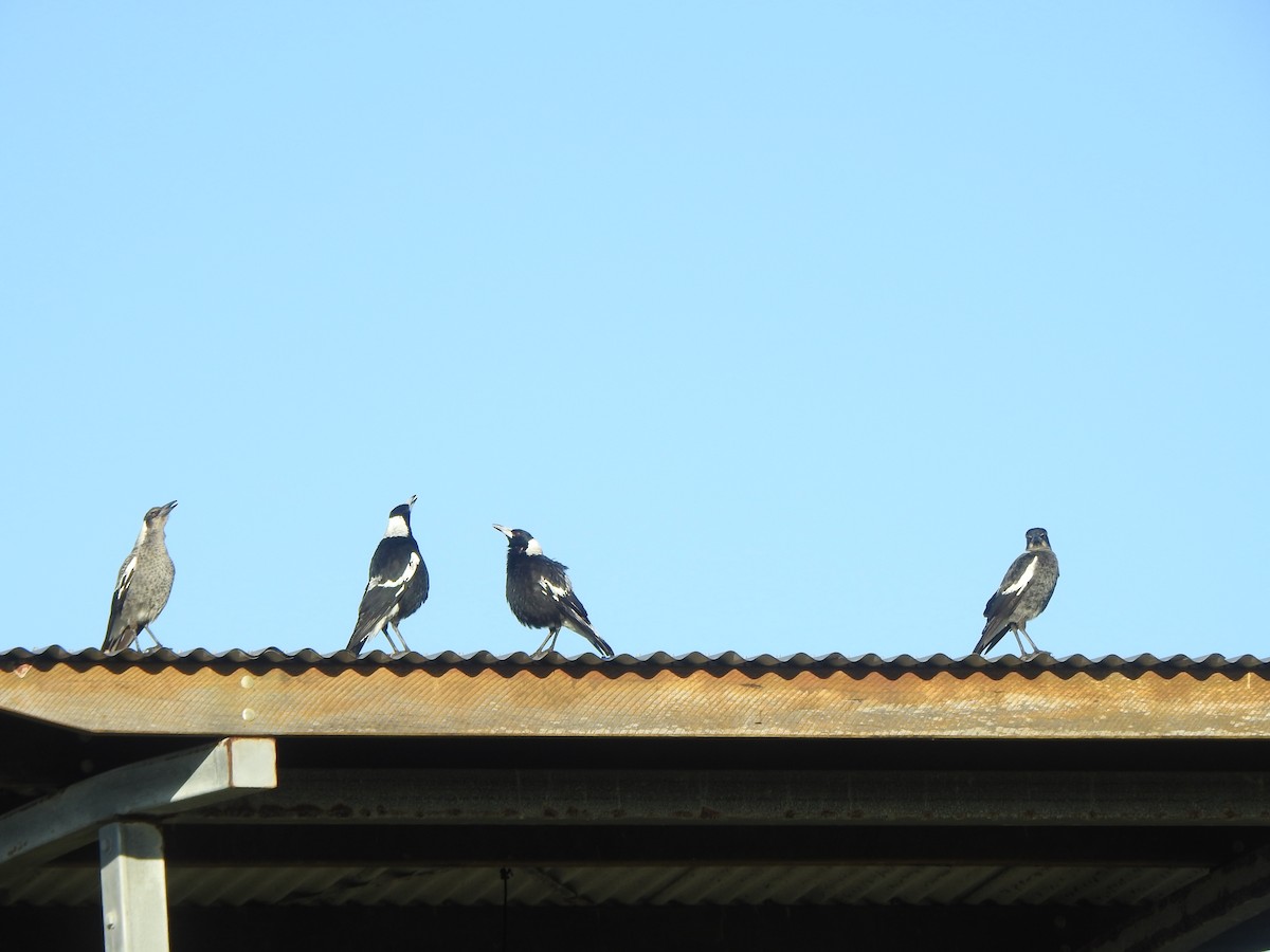Australian Magpie - ML639132294