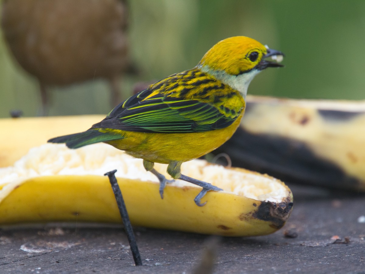Silver-throated Tanager - ML639132324