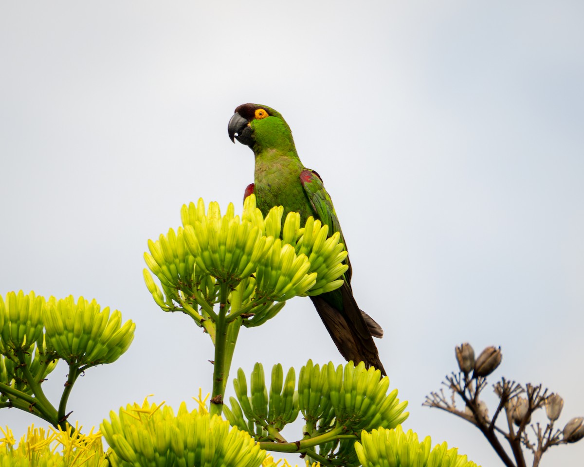 Maroon-fronted Parrot - ML639132585