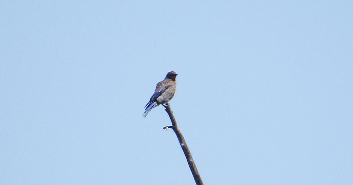 Western Bluebird - ML639132589