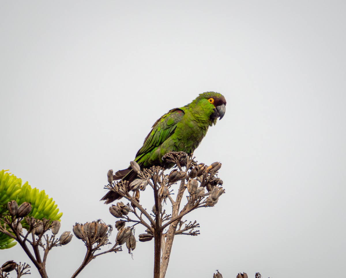 Maroon-fronted Parrot - ML639132603