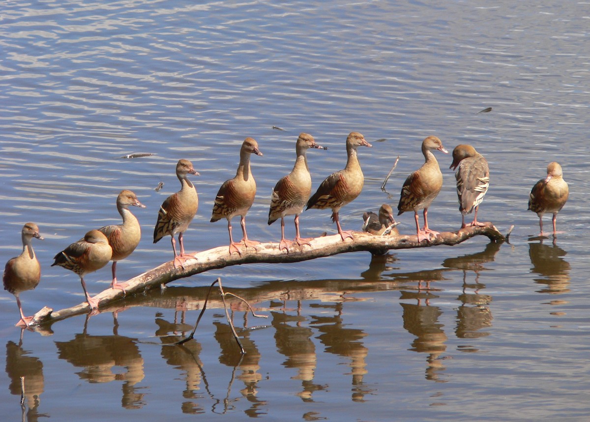 Plumed Whistling-Duck - ML63913261