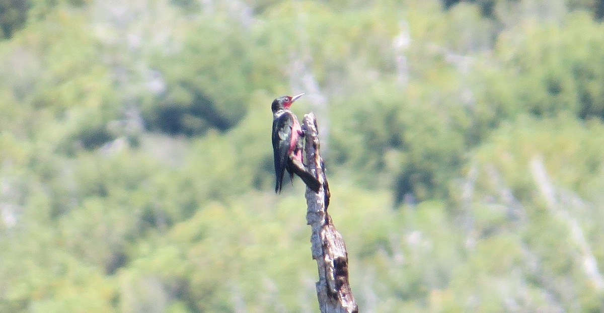 Lewis's Woodpecker - ML639132636