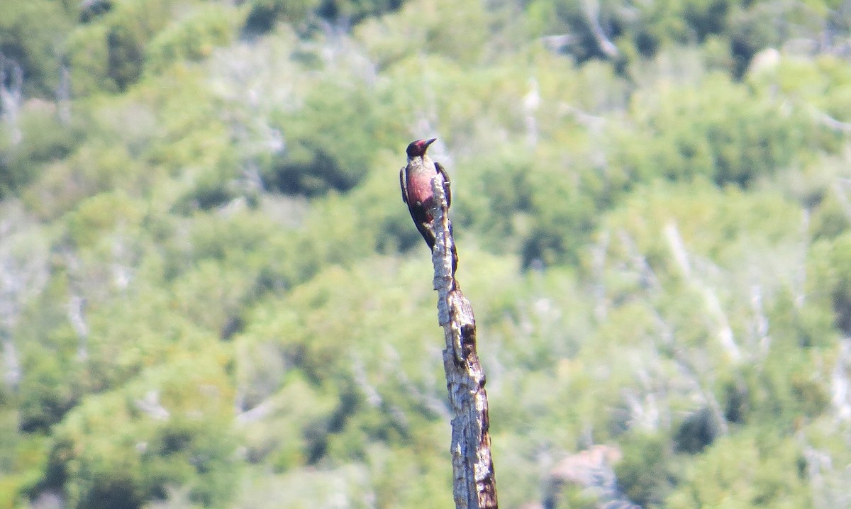 Lewis's Woodpecker - ML639132637