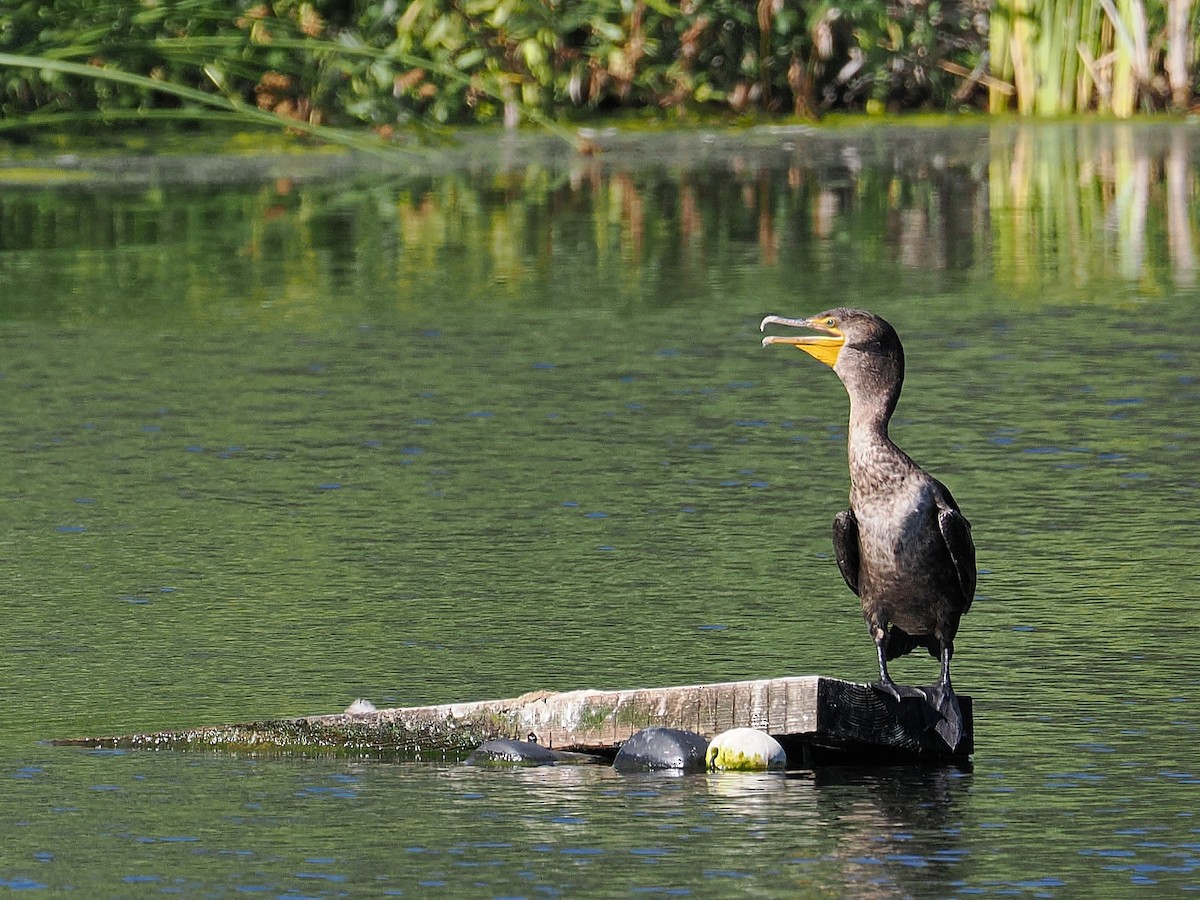 Cormoran à aigrettes - ML639132759