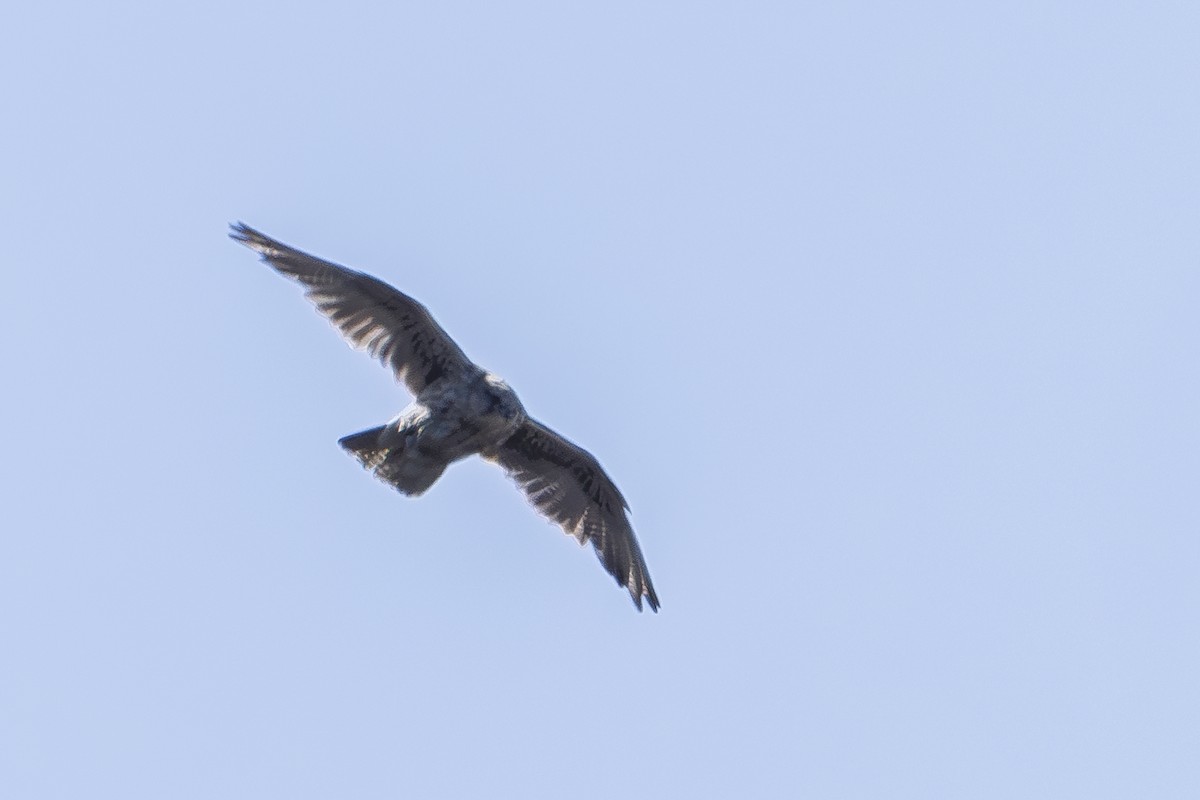 Gyrfalcon - ML639132780