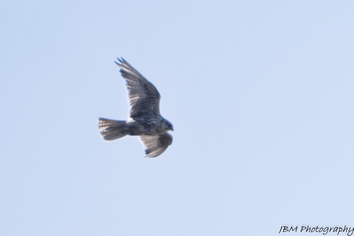 Gyrfalcon - ML639132782