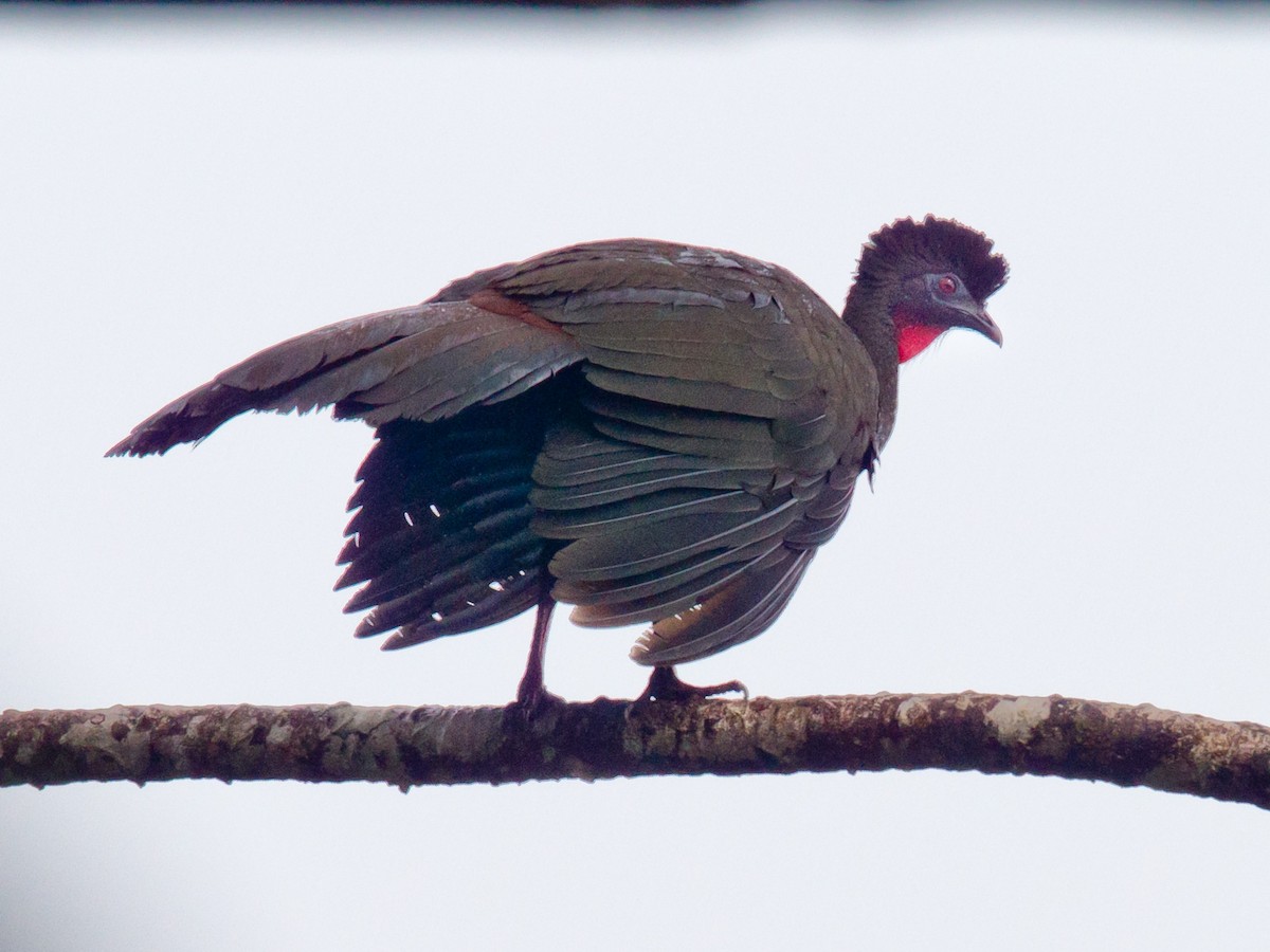 Crested Guan - ML639132821