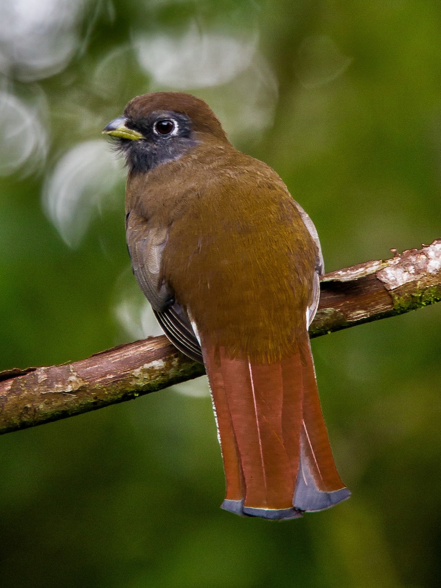 Collared Trogon (Orange-bellied) - ML639132873