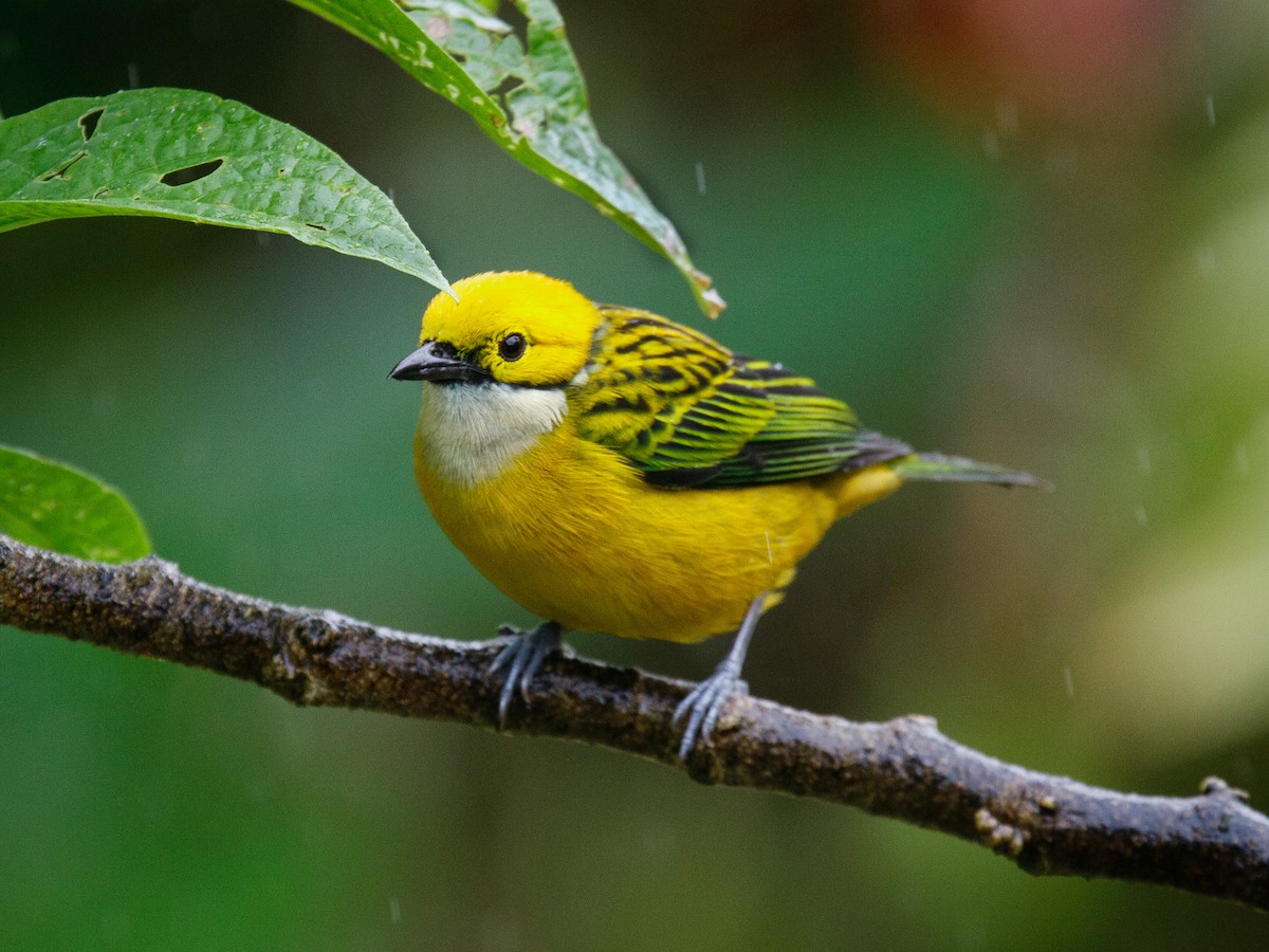 Silver-throated Tanager - ML639132958
