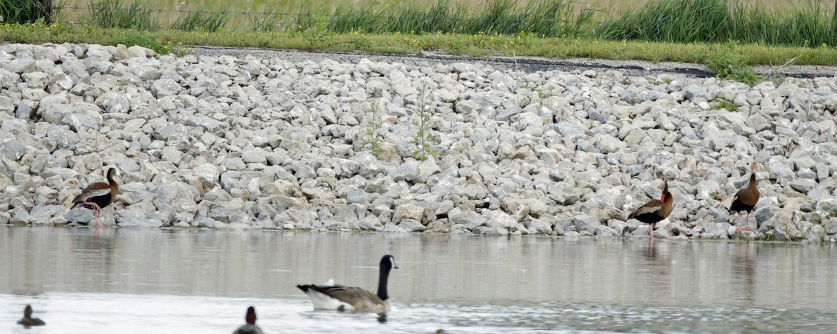 Black-bellied Whistling-Duck - ML639133026