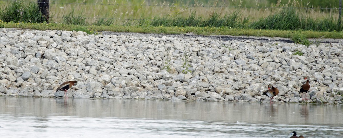 Black-bellied Whistling-Duck - ML639133029