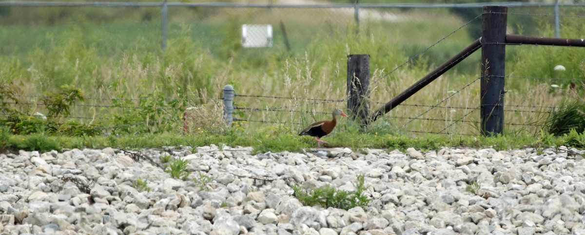 Black-bellied Whistling-Duck - ML639133039
