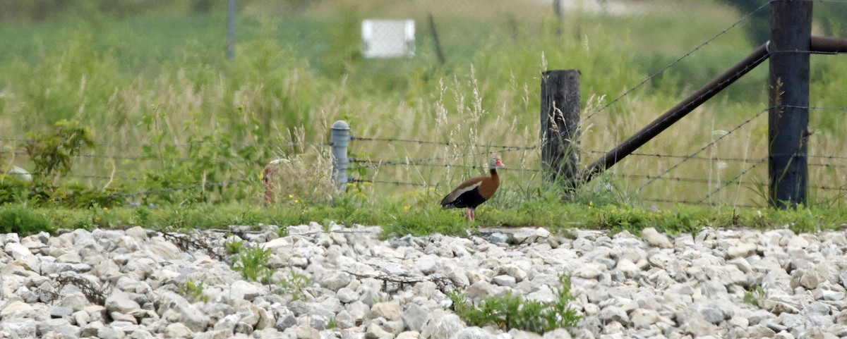 Black-bellied Whistling-Duck - ML639133042