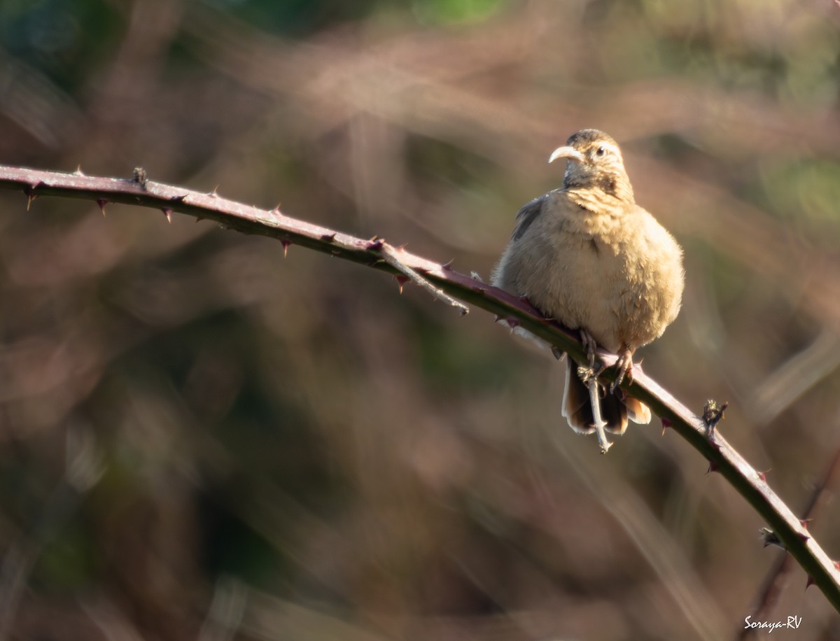 Patagonian Forest Earthcreeper - ML639133044