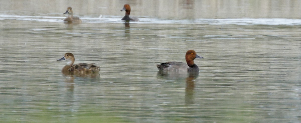 Redhead - ML639133059