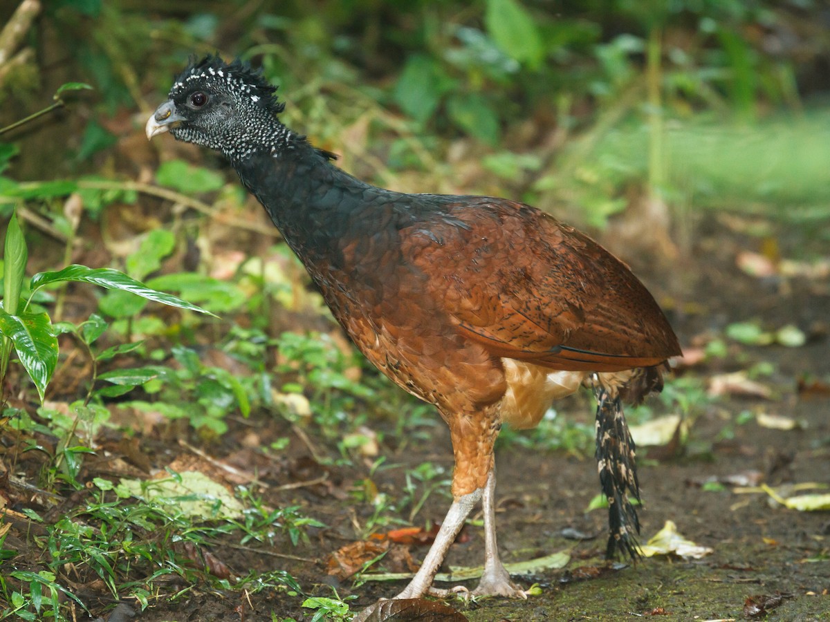 Great Curassow - ML639133068