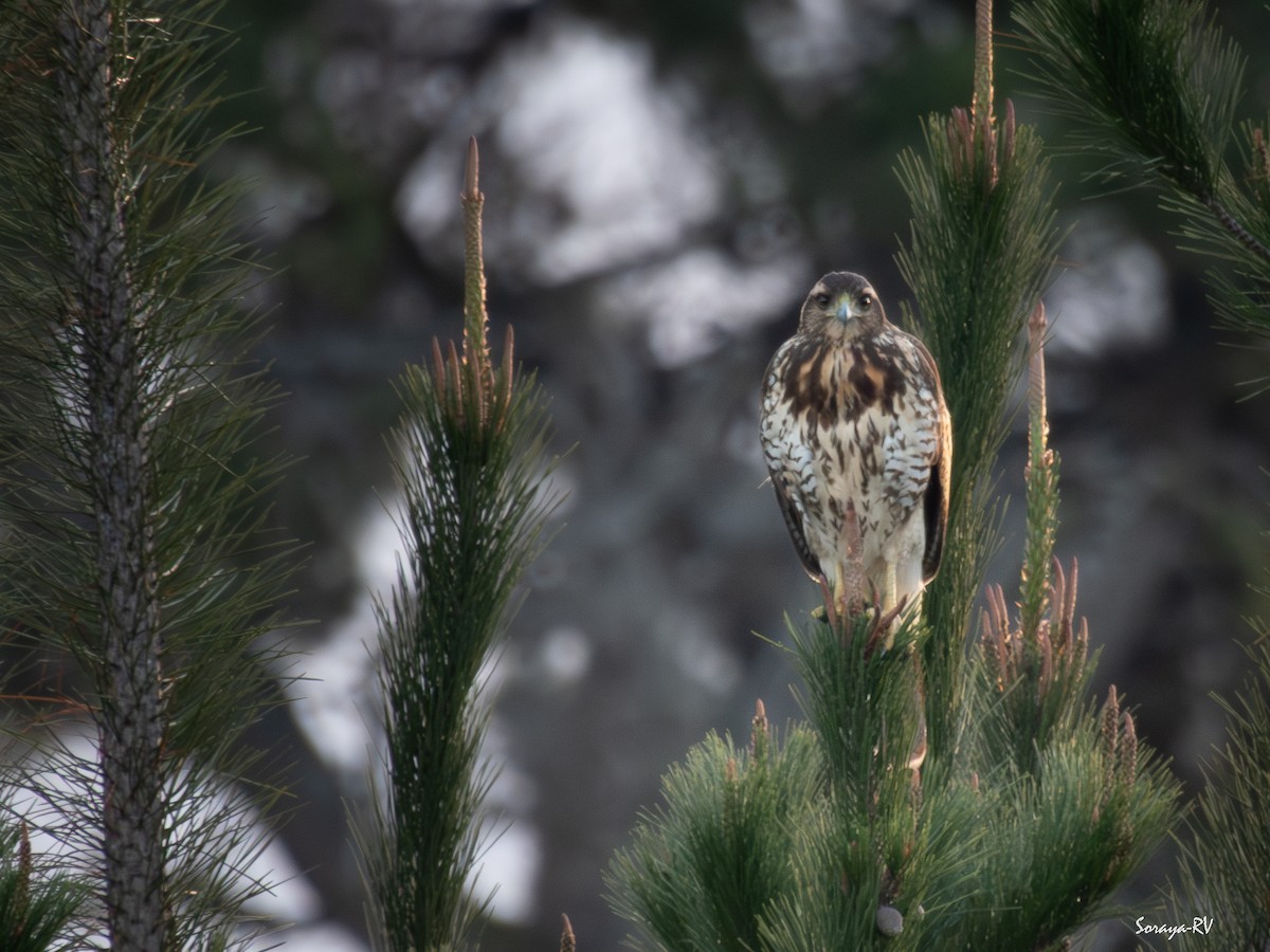 Harris's Hawk - ML639133090