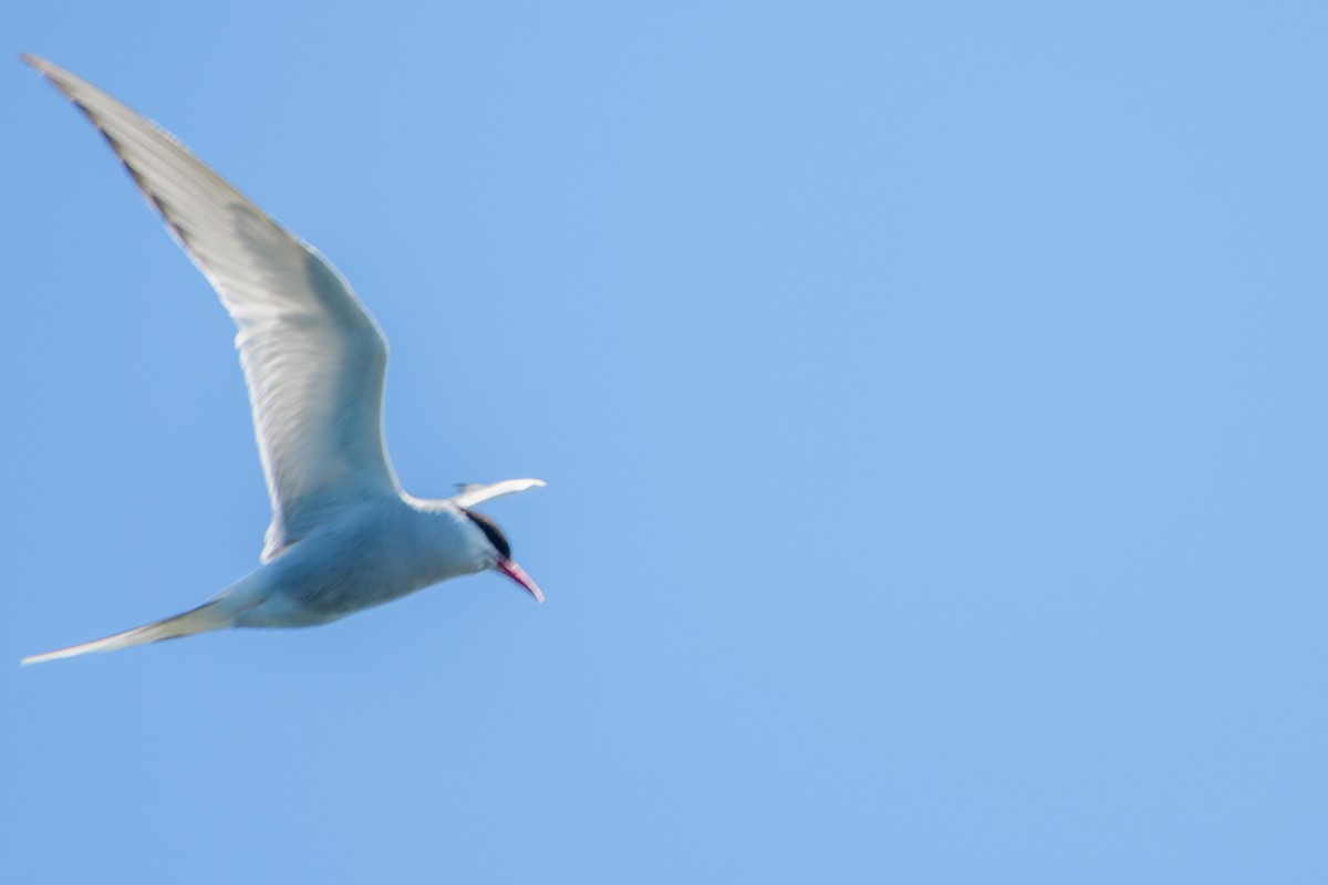 Arctic Tern - ML639133092