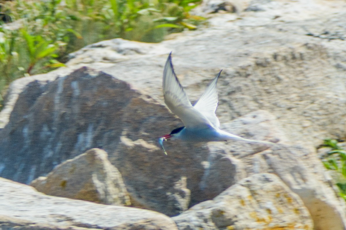 Arctic Tern - ML639133114