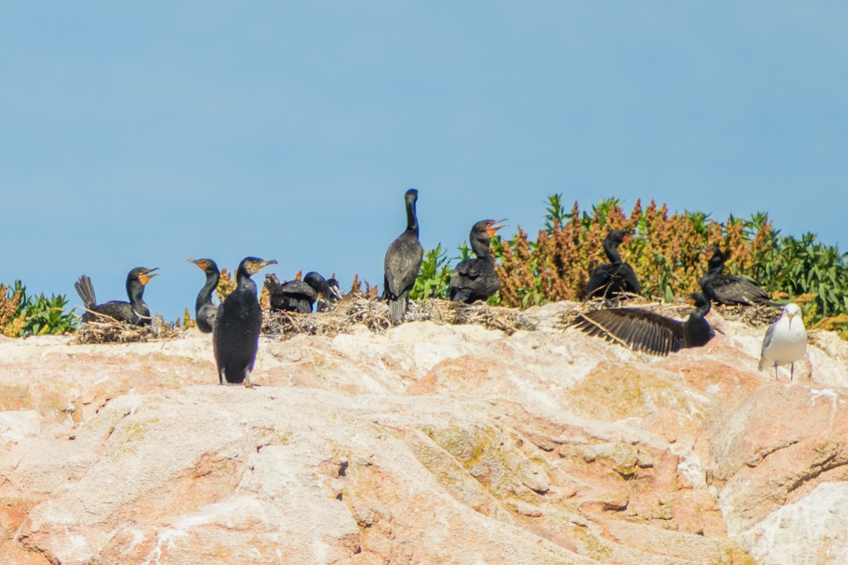 Great Cormorant - ML639133130