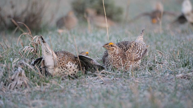 Sharp-tailed Grouse - ML639133153