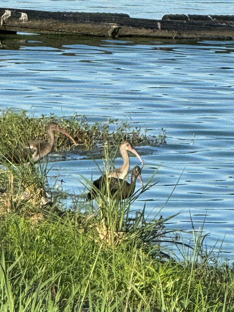 White Ibis - ML639133172