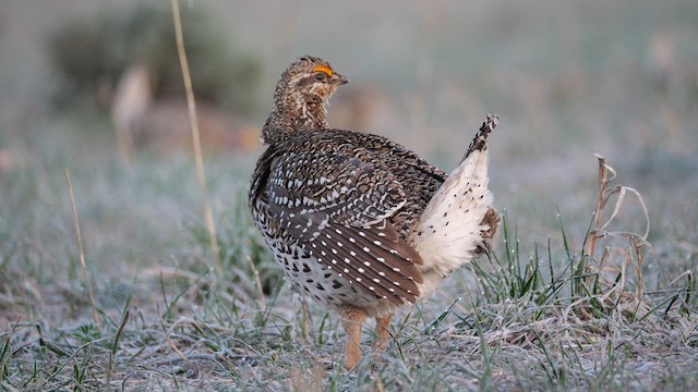 Sharp-tailed Grouse - ML639133173