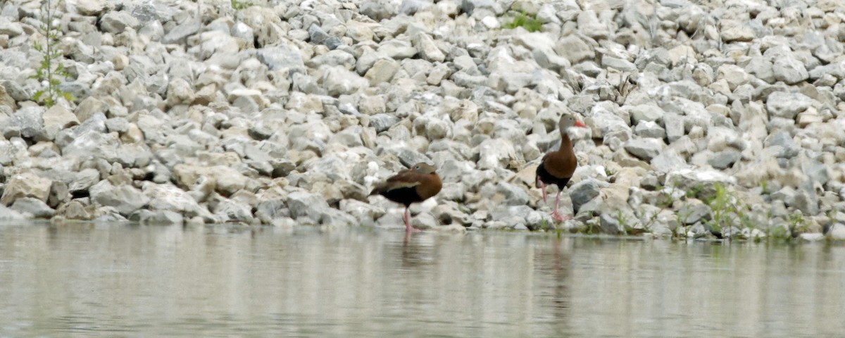 Black-bellied Whistling-Duck - ML639133185