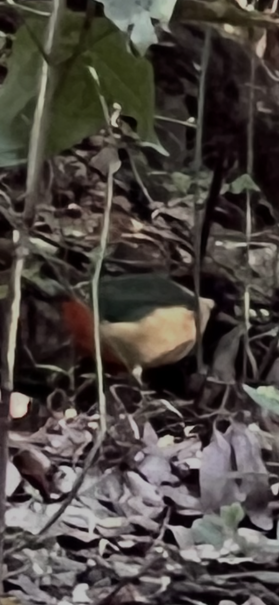 pita hřmotivá - ML639133278