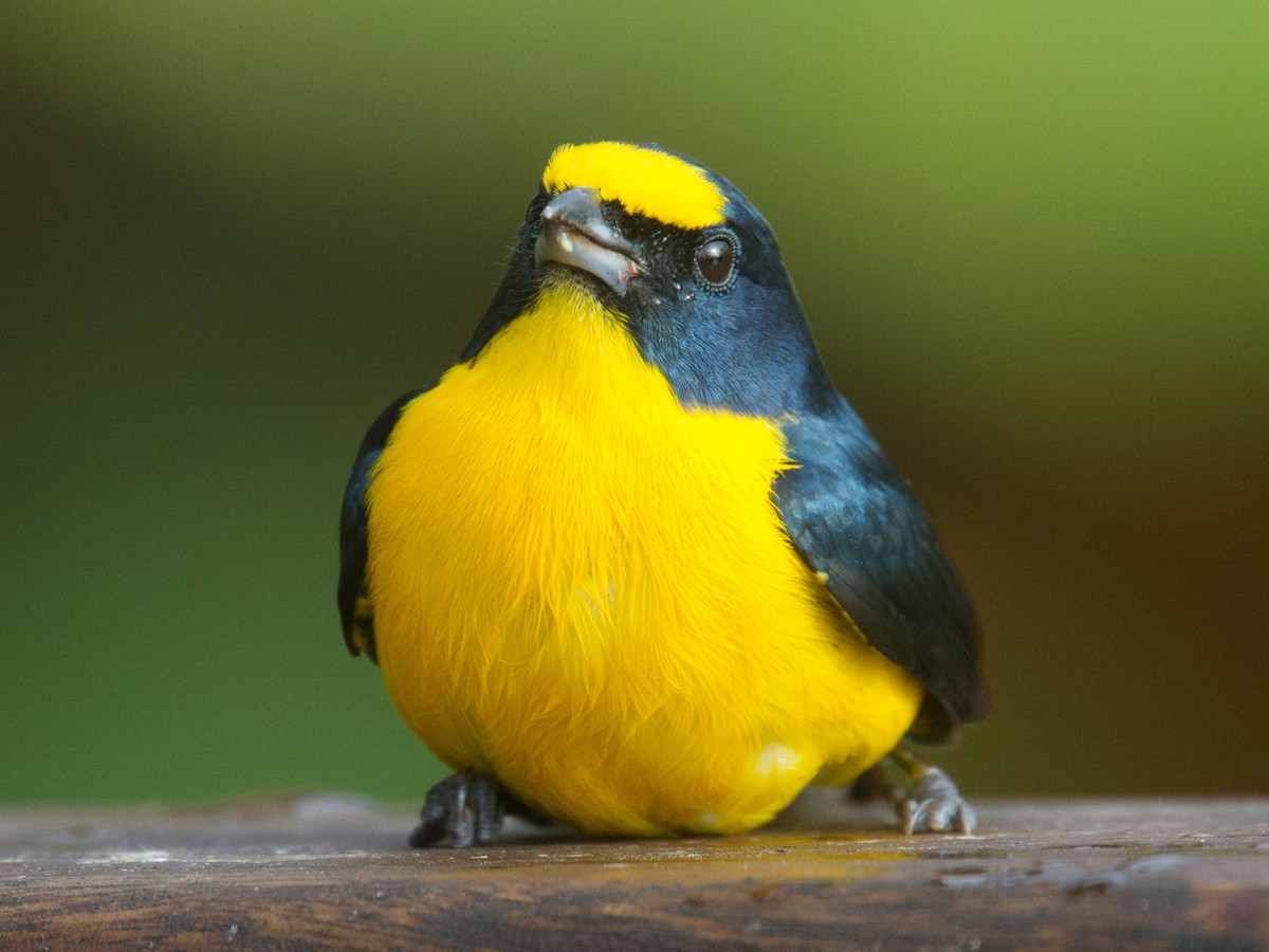 Yellow-throated Euphonia - ML639133289