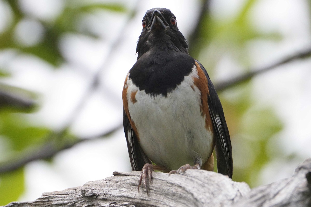 Eastern Towhee - ML639133322