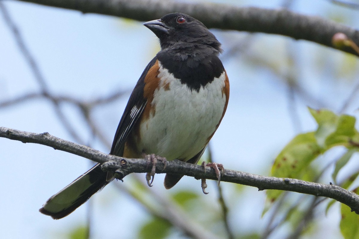 Eastern Towhee - ML639133323
