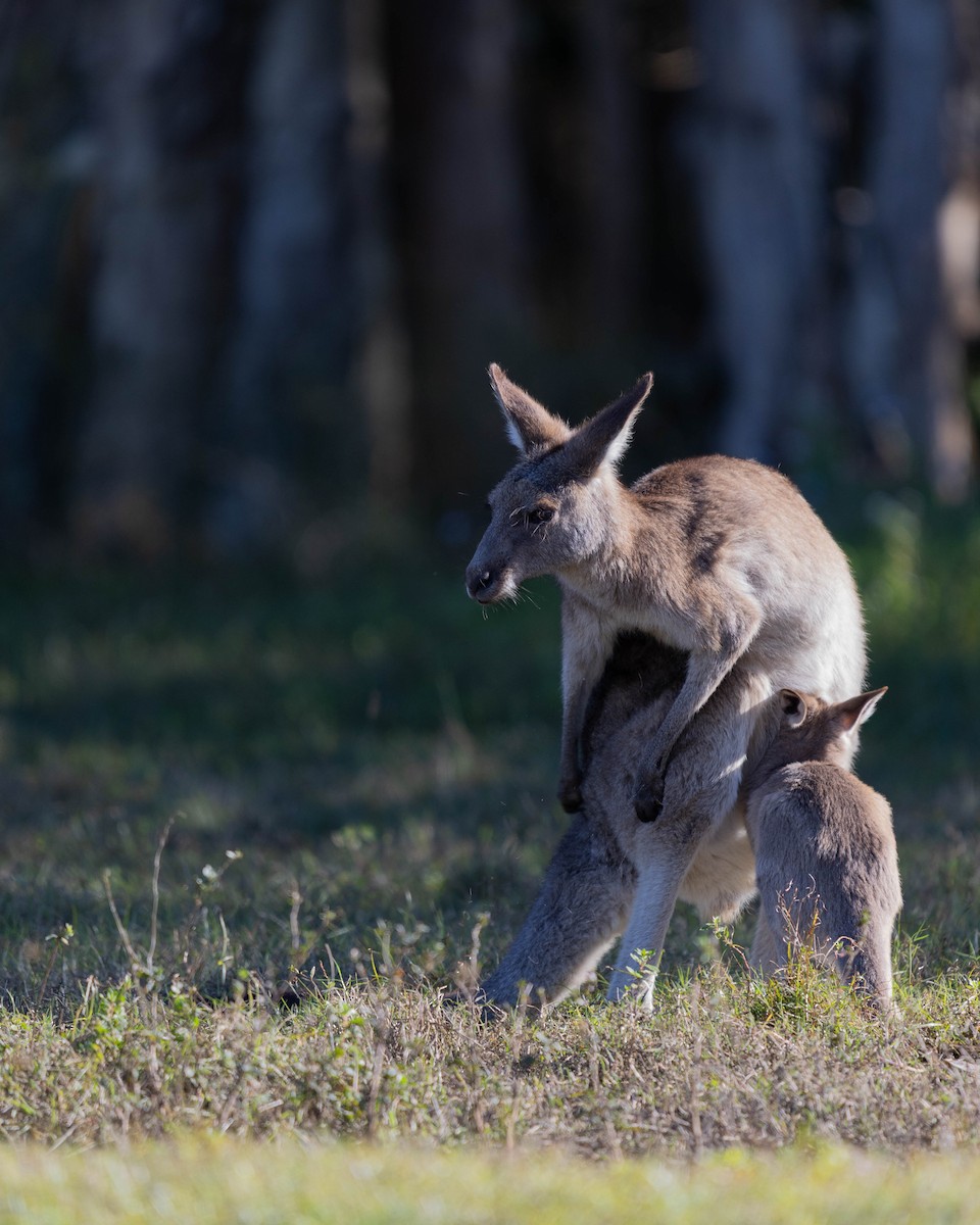 Eastern Grey Kangaroo - ML639133428