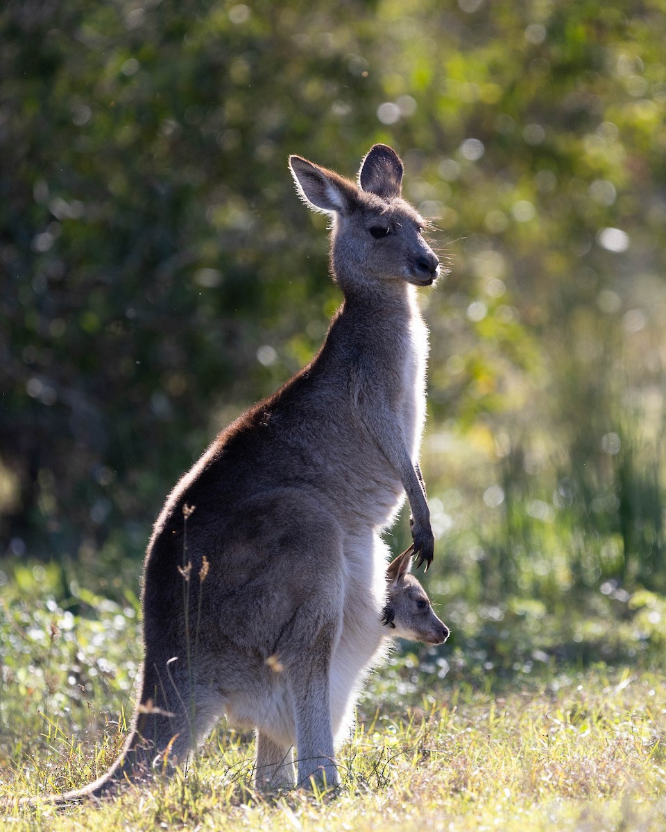 Eastern Grey Kangaroo - ML639133429