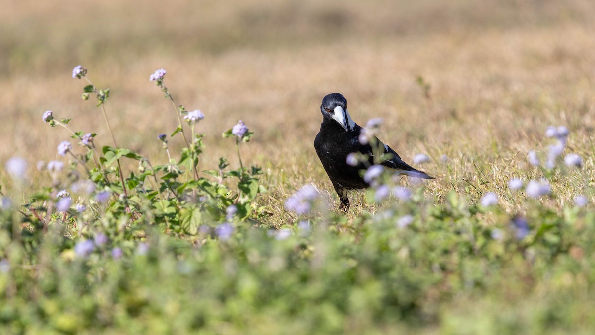 Australian Magpie - ML639133461