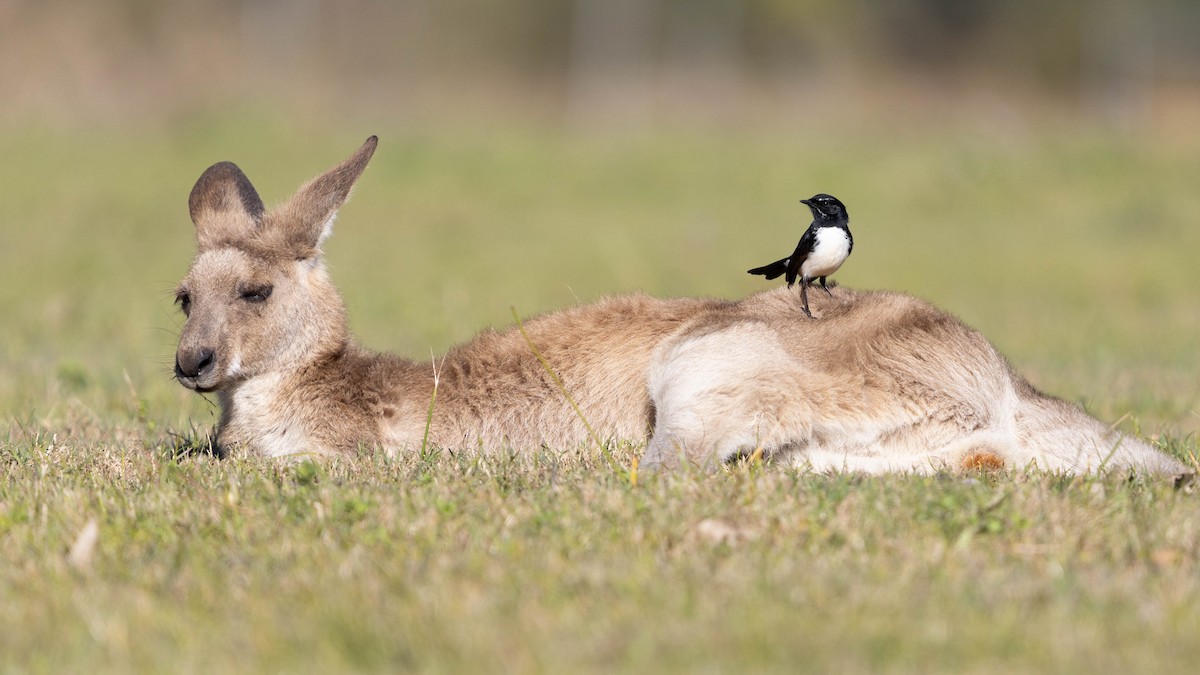 Willie-wagtail - ML639133464