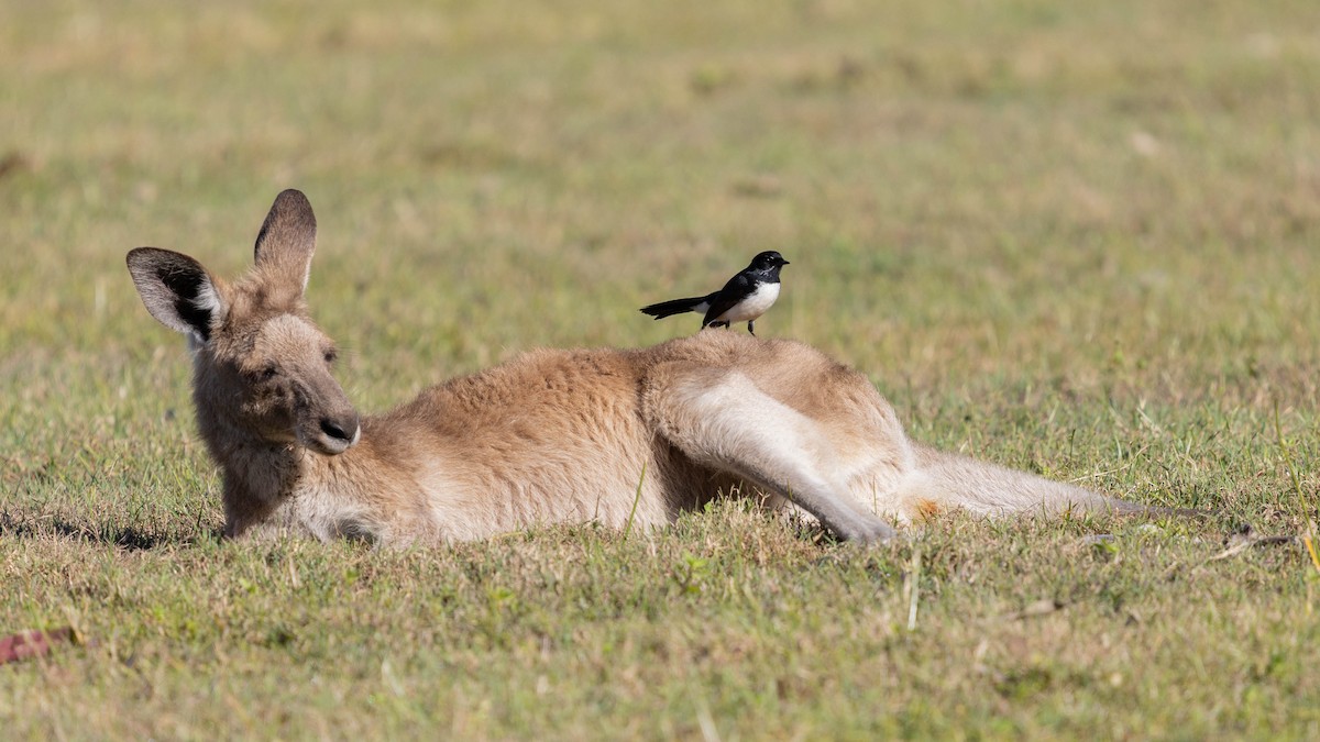 Willie-wagtail - ML639133465