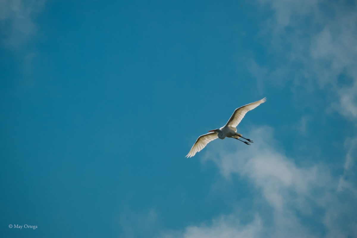 Silberreiher - ML639133501