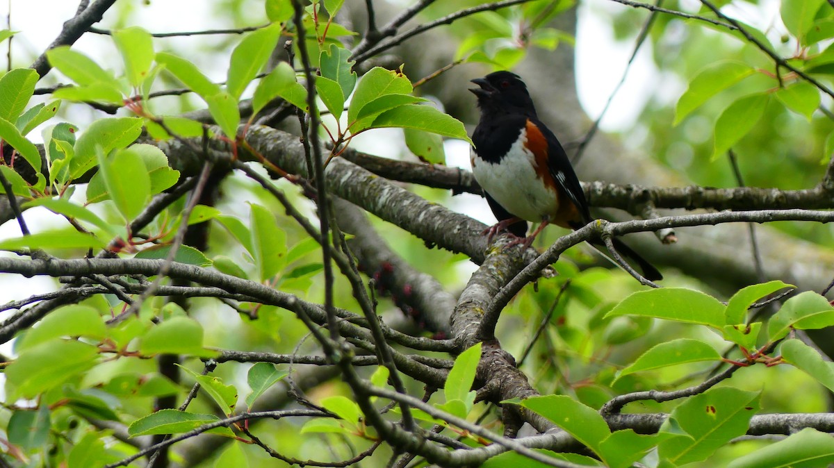 Eastern Towhee - ML639133558