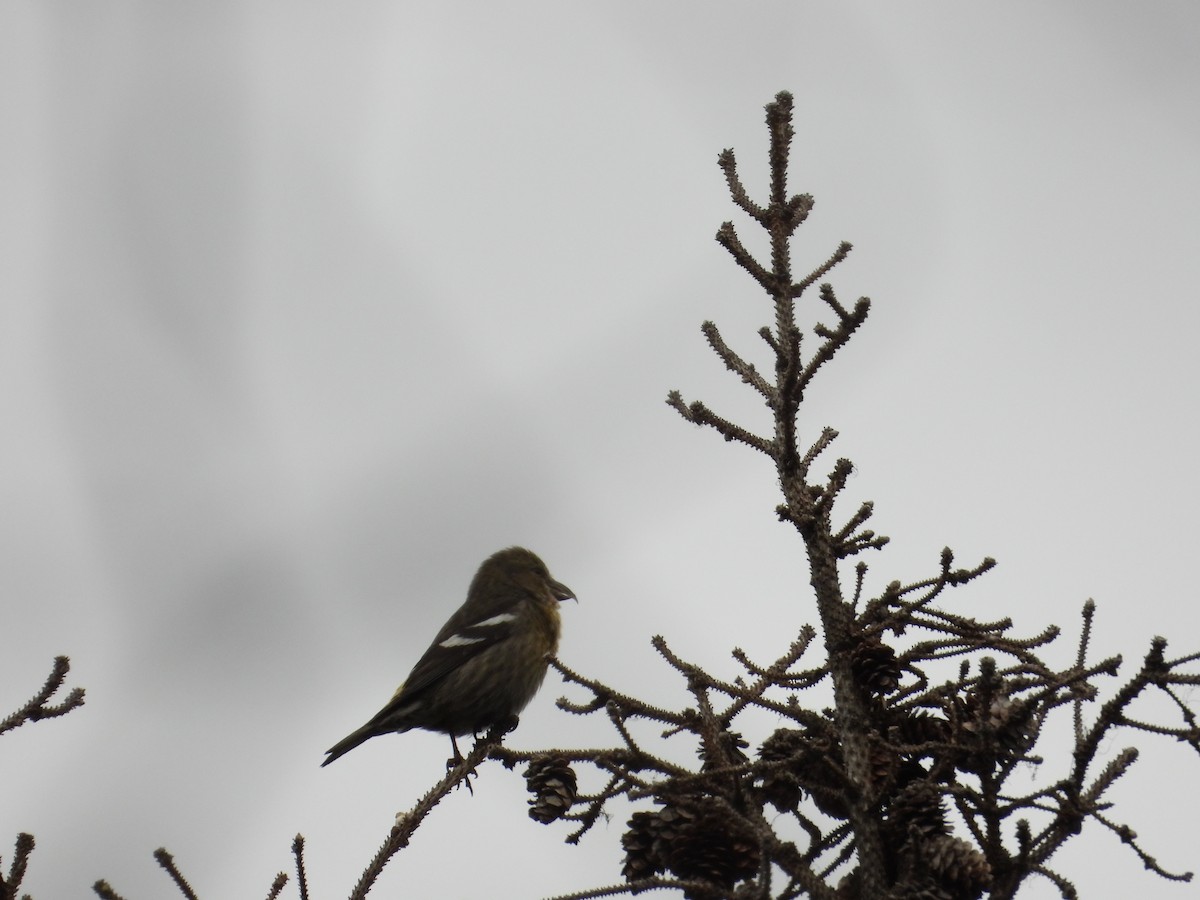 White-winged Crossbill - ML639133559