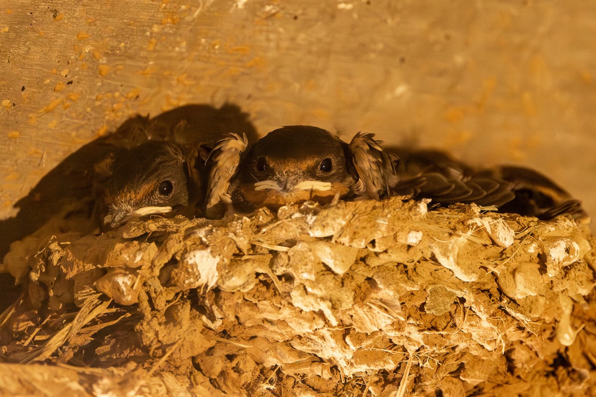 Асрын хараацай - ML639133587