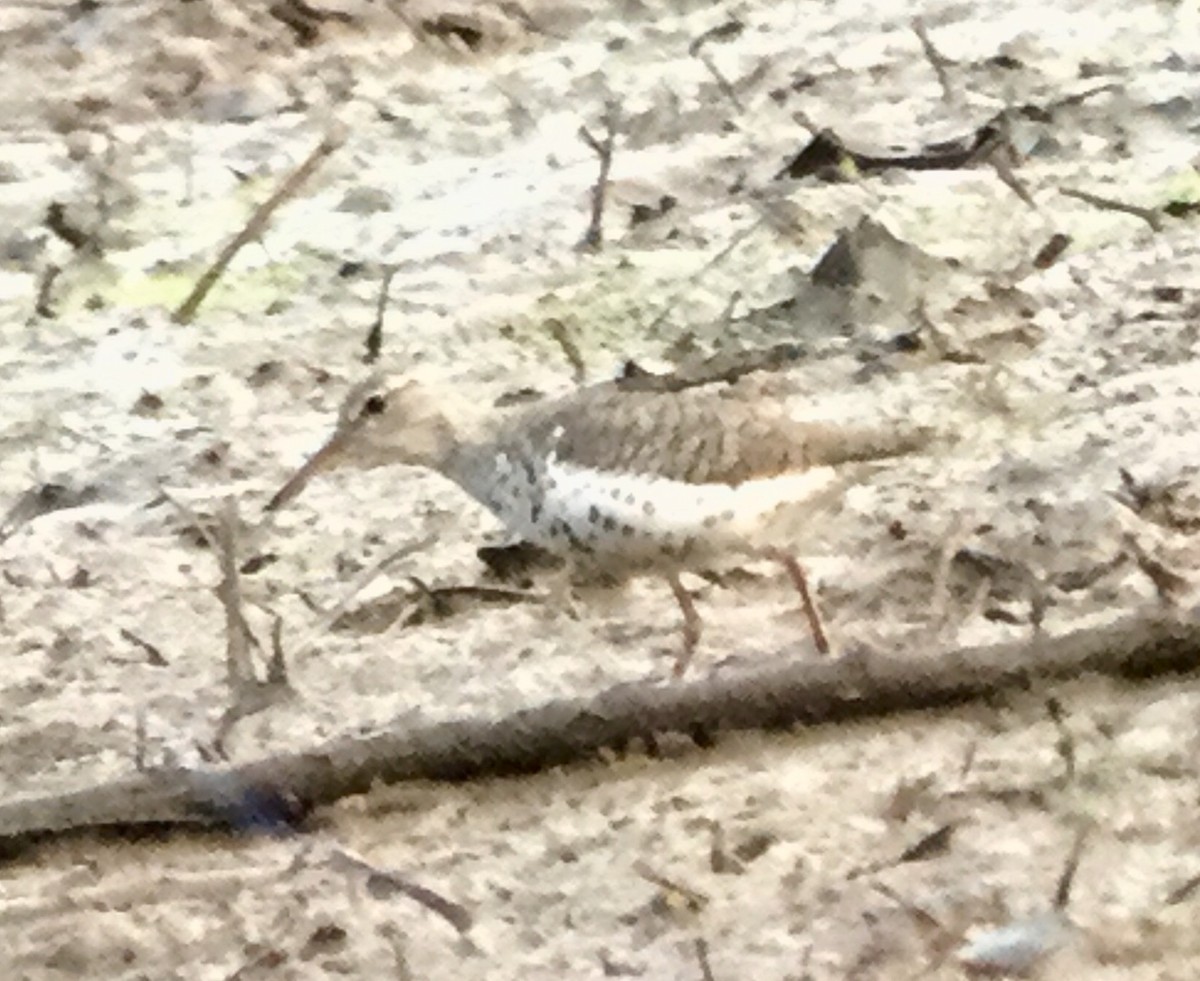 Spotted Sandpiper - ML63913361