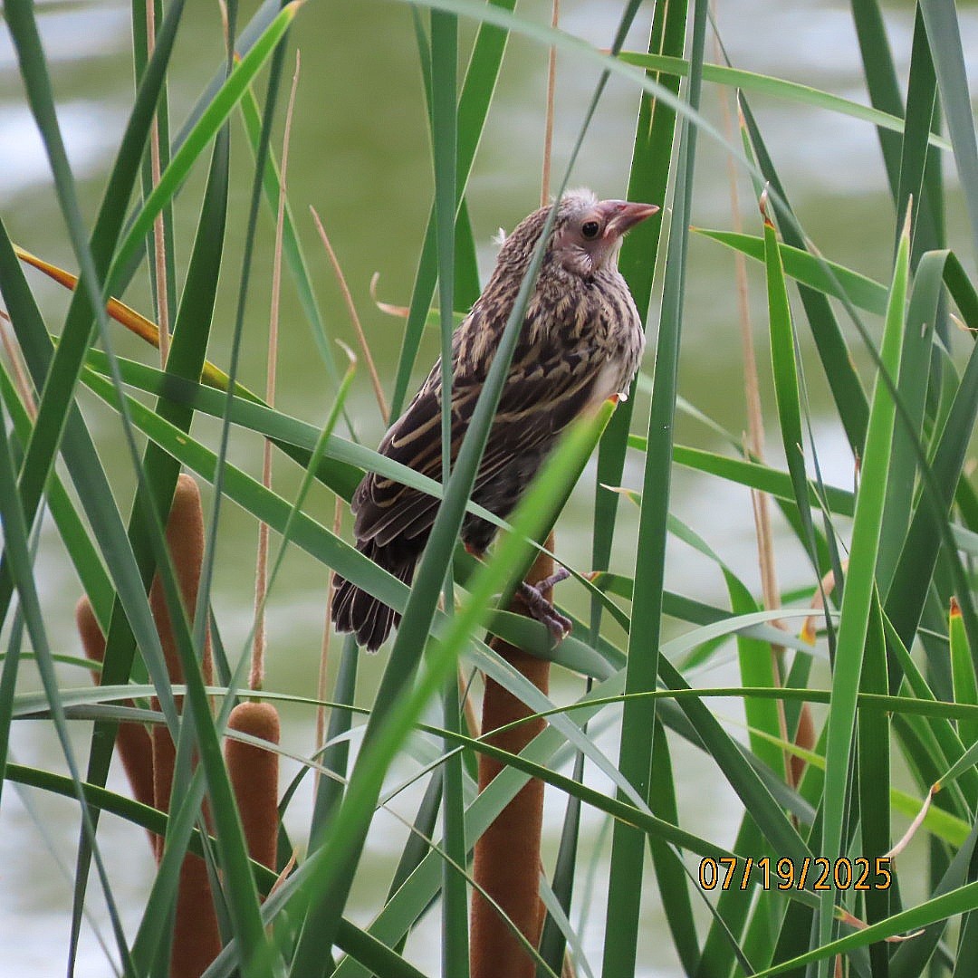 Red-winged Blackbird - ML639133614