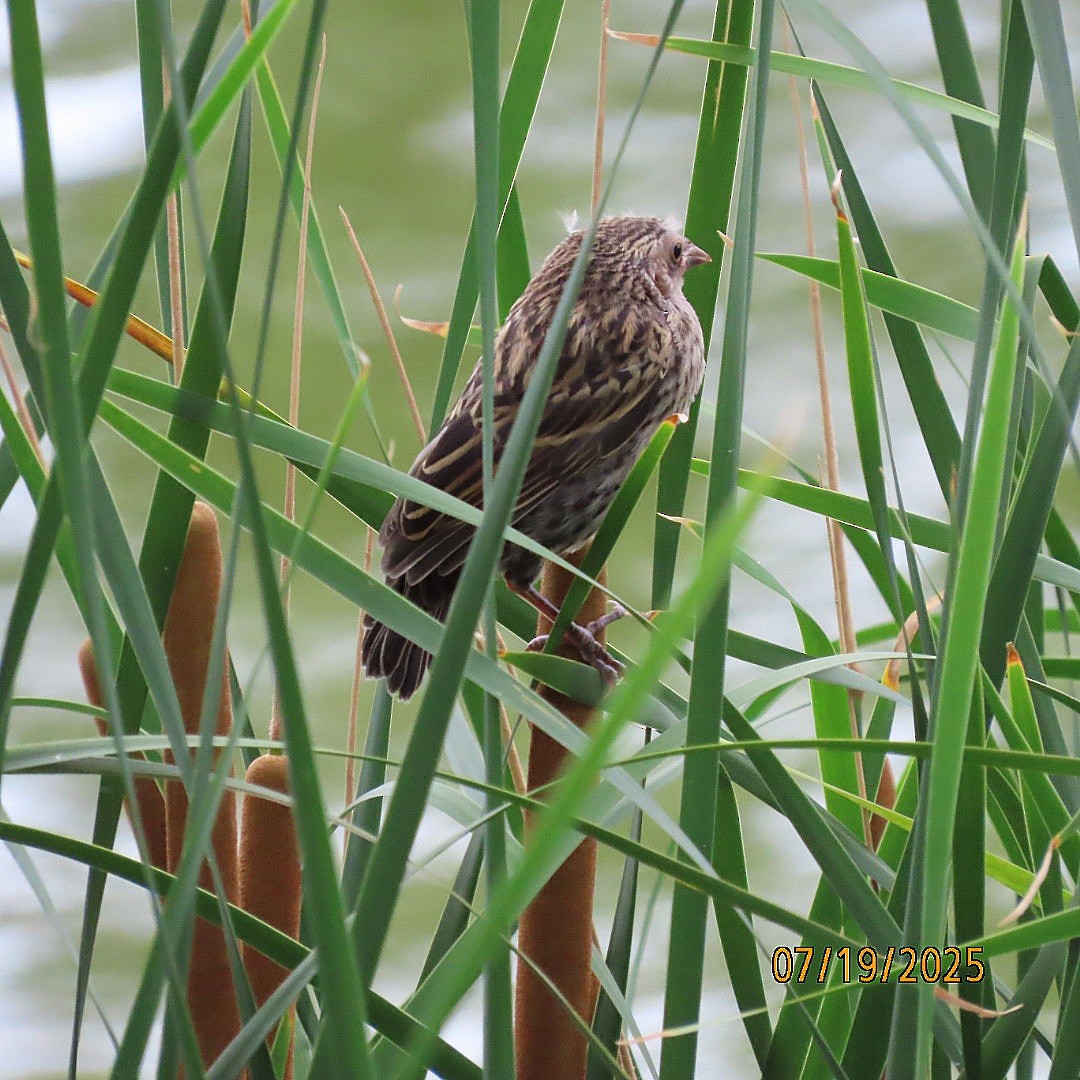 Red-winged Blackbird - ML639133615