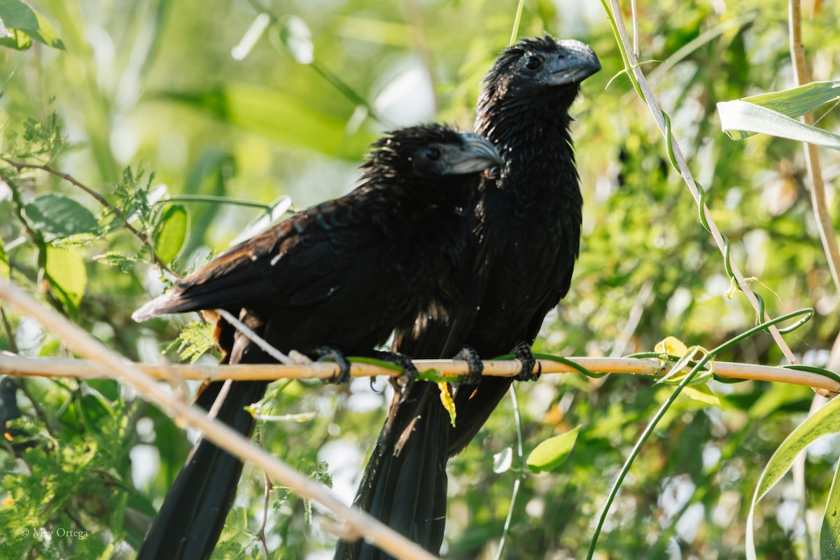 Riefenschnabelani - ML639133629