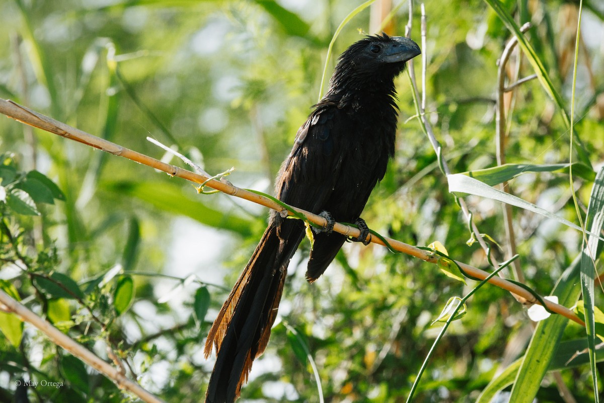 Riefenschnabelani - ML639133630