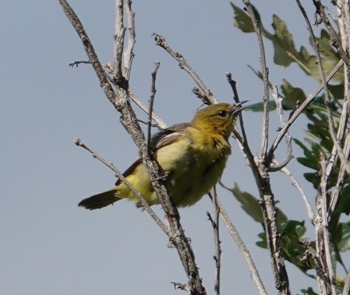 Orchard Oriole - ML639133673
