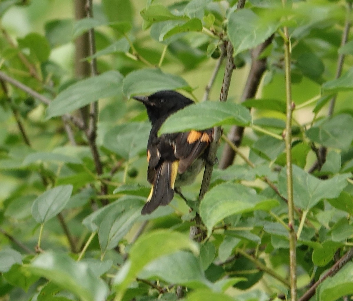 American Redstart - ML639133677